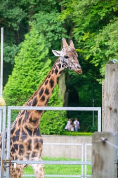 portrait of a giraffe head with big years and a funny look photo