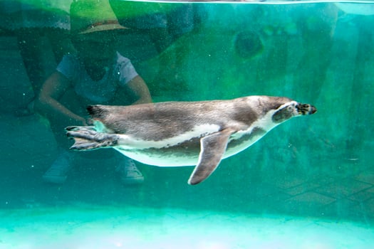 Humboldt penguin swims in blue clear water. photo