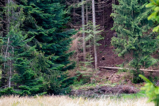 Green forest natural landscape on the mountain in summer. photo