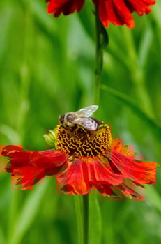 Wetern Honey Bee Apis mellifera on helenium flower photo