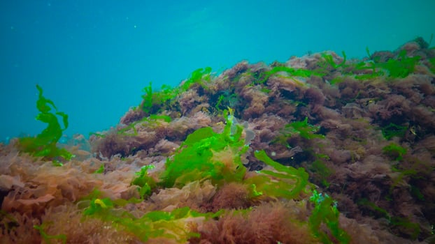 Underwater landscape, Black Sea. Green, red and brown algae on the seabed photo