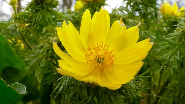 Adonis vernalis - disappearing early blooming in spring among the grass in the wild photo
