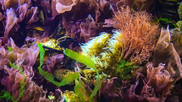 Underwater landscape, Black Sea. Green, red and brown algae on the seabed photo