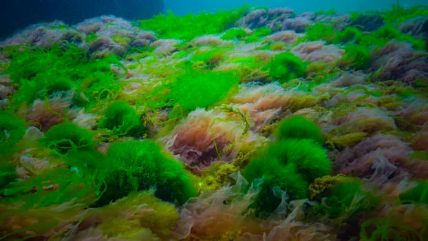 Underwater landscape, Black Sea. Green, red and brown algae on the seabed photo