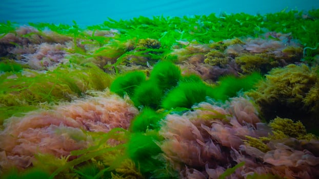 Underwater landscape, Black Sea. Green, red and brown algae on the seabed photo