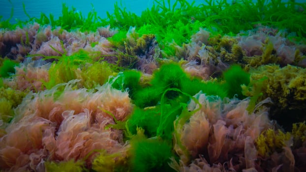 Underwater landscape, Black Sea. Green, red and brown algae on the seabed photo