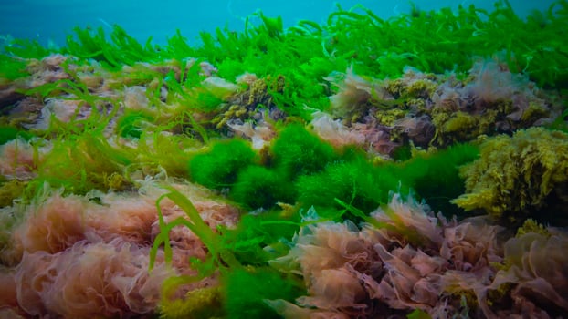 Underwater landscape, Black Sea. Green, red and brown algae on the seabed photo