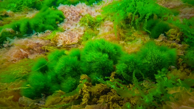 Underwater landscape, Black Sea. Green, red and brown algae on the seabed photo