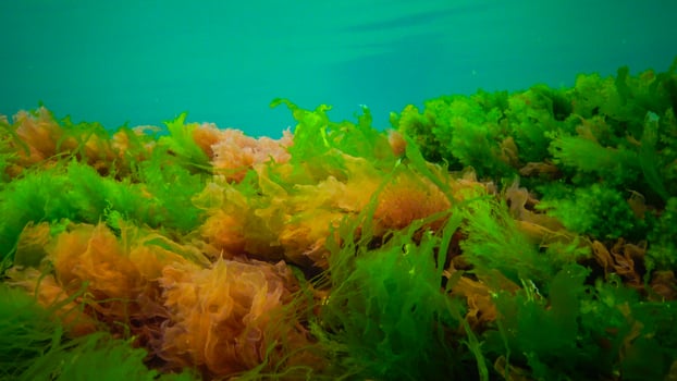 Underwater landscape, Black Sea. Green, red and brown algae on the seabed photo