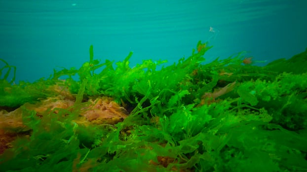 Underwater landscape, Black Sea. Green, red and brown algae on the seabed photo
