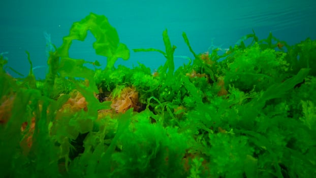 Underwater landscape, Black Sea. Green, red and brown algae on the seabed photo