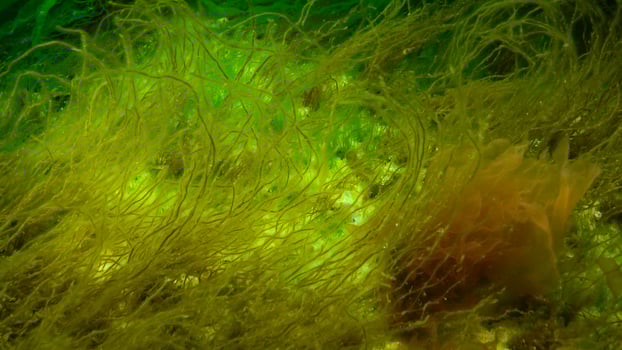 Underwater landscape, Black Sea. Green, red and brown algae on the seabed photo