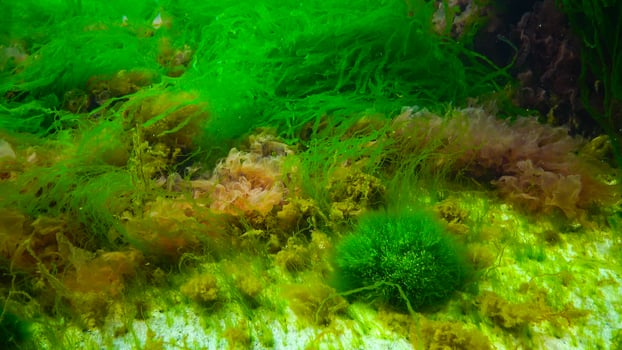 Underwater landscape, Black Sea. Green, red and brown algae on the seabed photo