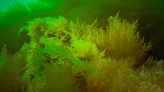 Underwater landscape, Black Sea. Green, red and brown algae on the seabed photo