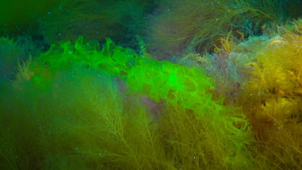 Underwater landscape, Black Sea. Green, red and brown algae on the seabed photo