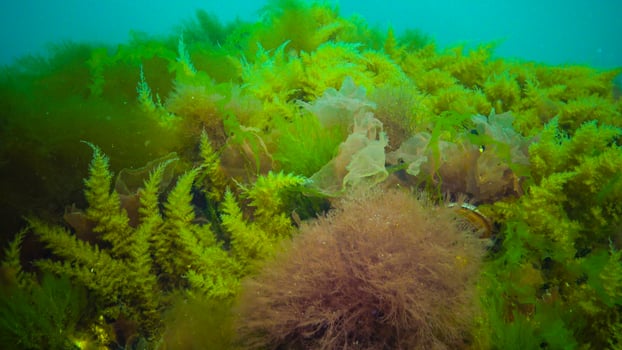 Underwater landscape, Black Sea. Green, red and brown algae on the seabed photo