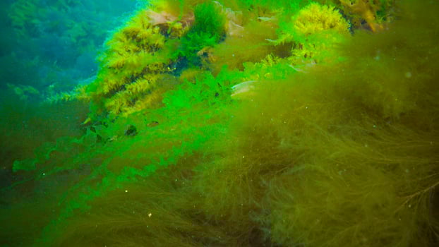 Underwater landscape, Black Sea. Green, red and brown algae on the seabed photo