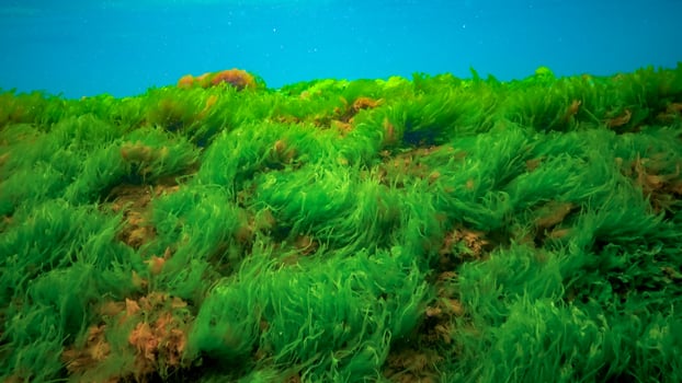 Underwater landscape, Black Sea. Green, red and brown algae on the seabed photo
