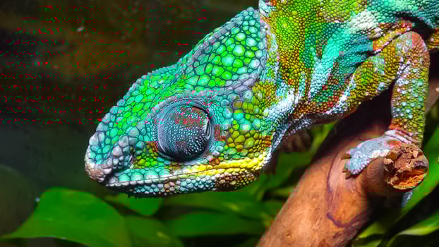 The graceful chameleon Chamaeleo gracilis, multi-colored chameleon in the stage of excitement in the terrarium photo