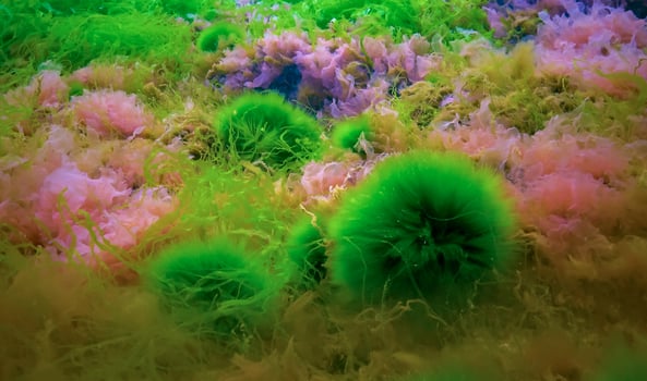 Underwater landscape, Black Sea. Green, red and brown algae on the seabed photo