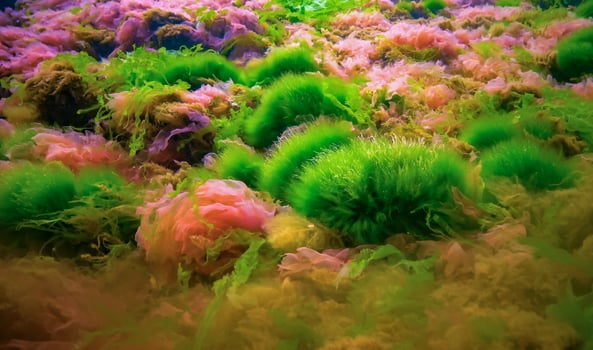 Underwater landscape, Black Sea. Green, red and brown algae on the seabed photo