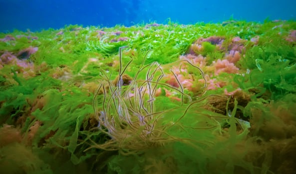 Underwater landscape, Black Sea. Green, red and brown algae on the seabed photo