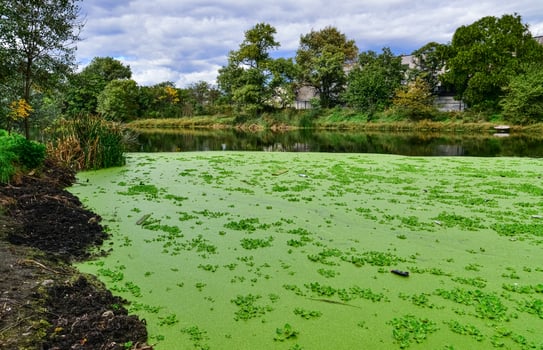 The water surface of a dirty lake is covered with floating plants Pontederia crassipes Eichhornia crassipes, duckweed Wolffia arrhiza and Lemna turionifera photo