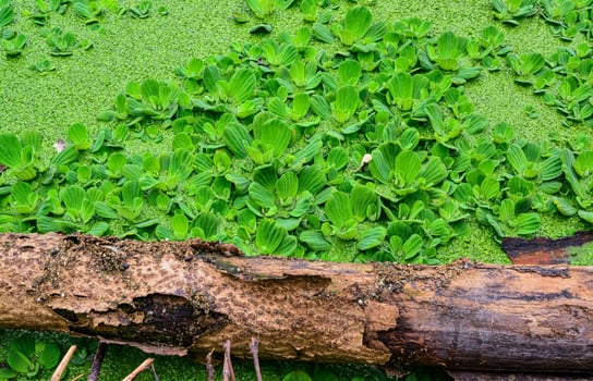 The water surface of a dirty lake is covered with floating plants Pontederia crassipes Eichhornia crassipes, duckweed Wolffia arrhiza and Lemna turionifera photo