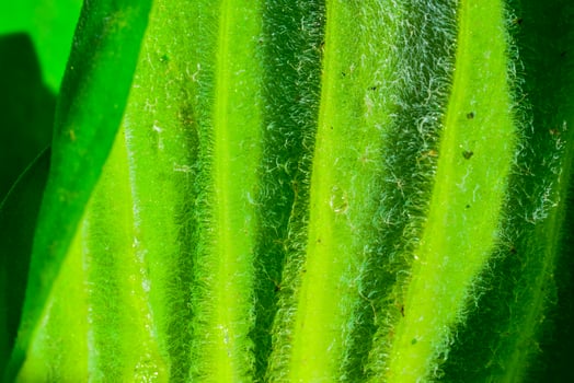 The underside of a leaf of a floating plant Pistia stratiotes, covered with water-resistant hairs photo