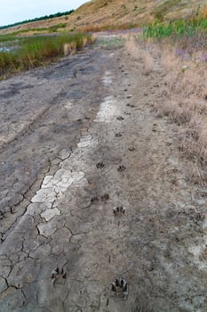 Blooming steppe coastal vegetation and cracked clay near coastal puddles on the bank of the Tiligul Estuary photo