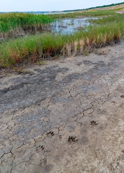 Blooming steppe coastal vegetation and cracked clay near coastal puddles on the bank of the Tiligul Estuary photo