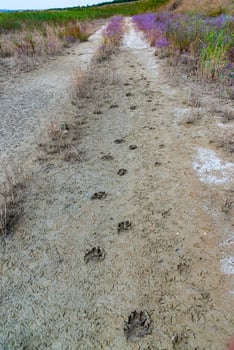 Blooming steppe coastal vegetation and cracked clay near coastal puddles on the bank of the Tiligul Estuary photo