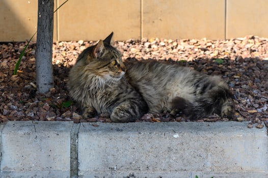 portrait of a cat that looks like a Maine Coon photo