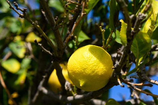 lemons ripen on branches in a garden in Cyprus in winter 8 photo