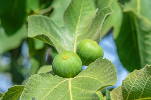 A green fig tree branch with lush leaves and a single fig fruit photo