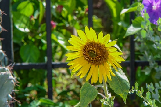 Macro photography showing the details of a sunflower. 1 photo