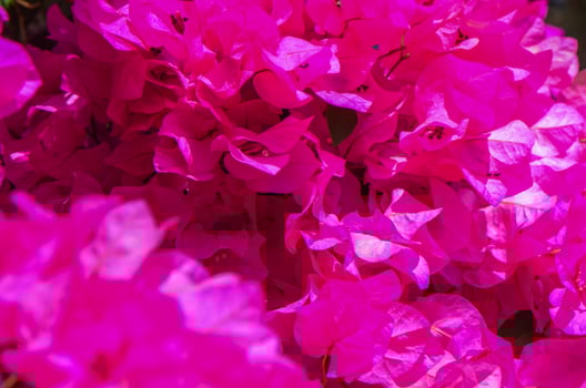 Bougainvillea Flowers Cascading from a Tree Branch photo