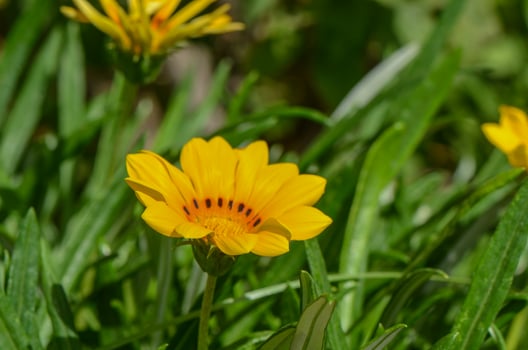 African daisy, Gazania Linearis, flower, spring, garden, flora photo