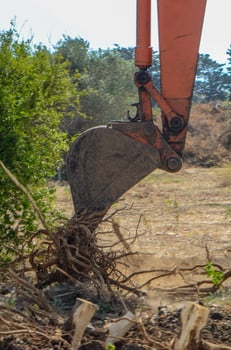 Gazeveren Cyprus 03.07.2024 - excavator uproots the roots of orange trees photo