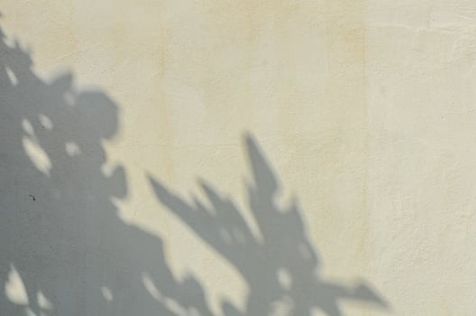 shadow of the leaves on a white wall photo