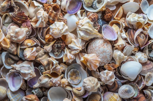 Seashells background, lots of amazing shells photo