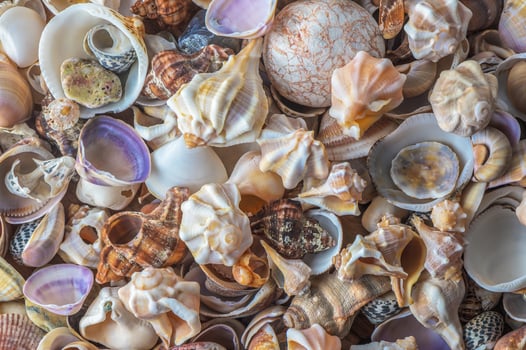Seashells background, lots of amazing seashells and starfishes mixed photo