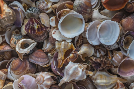 Experience rich textures with macro photography, 1 photo