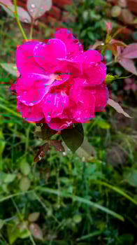 Elegance in Bloom The Pink Rose Flower photo