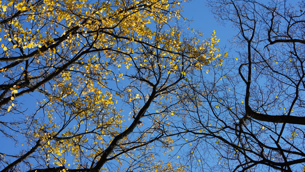 The beautiful central park autumn landscape with the colorful trees in New York photo