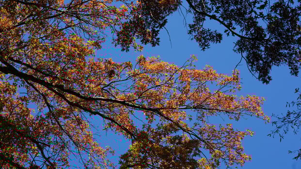 The beautiful central park autumn landscape with the colorful trees in New York photo