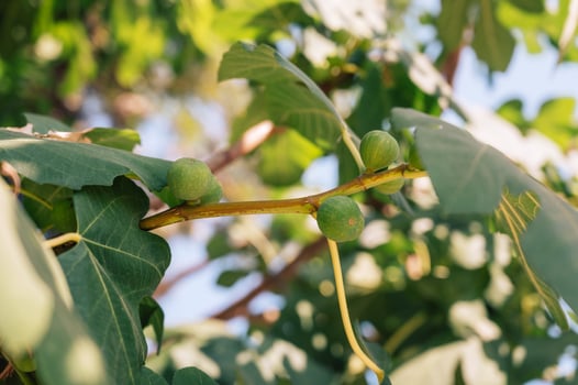 Figs on the branch of a fig tree photo