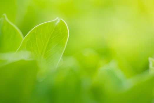 Close-Up of Green Leaves in Public Garden Park, Natural Beauty and Ecology Concept with Copy Space photo
