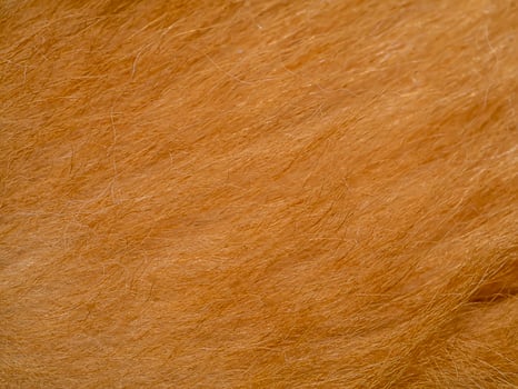 Close up brown dog fur textures. photo