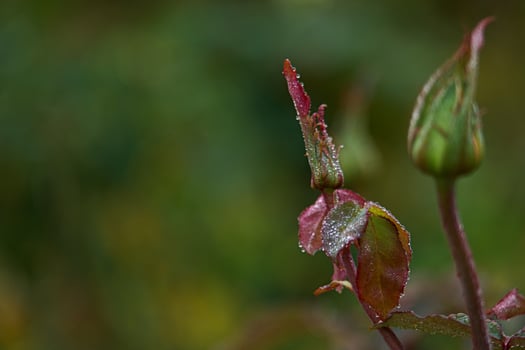 flower, macro, rose, autumn, colors, nature, flora, park, garden photo